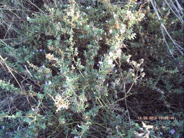 Ononis spinosa